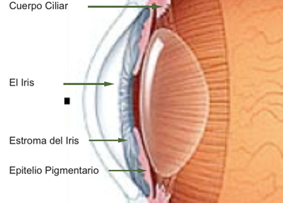 Diagrama Iris