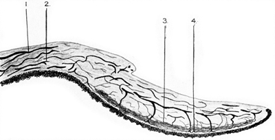 Diagrama